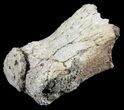 Bargain Pachycephalosaurus Toe Bone (Phalanx) - Montana #61400-2